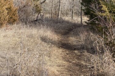 A winding dirt path through a grassy area surrounded by sparse trees and shrubs, with dry grass and twigs lining the trail. Boulder Bluff Horse Trail mountain bike trail.