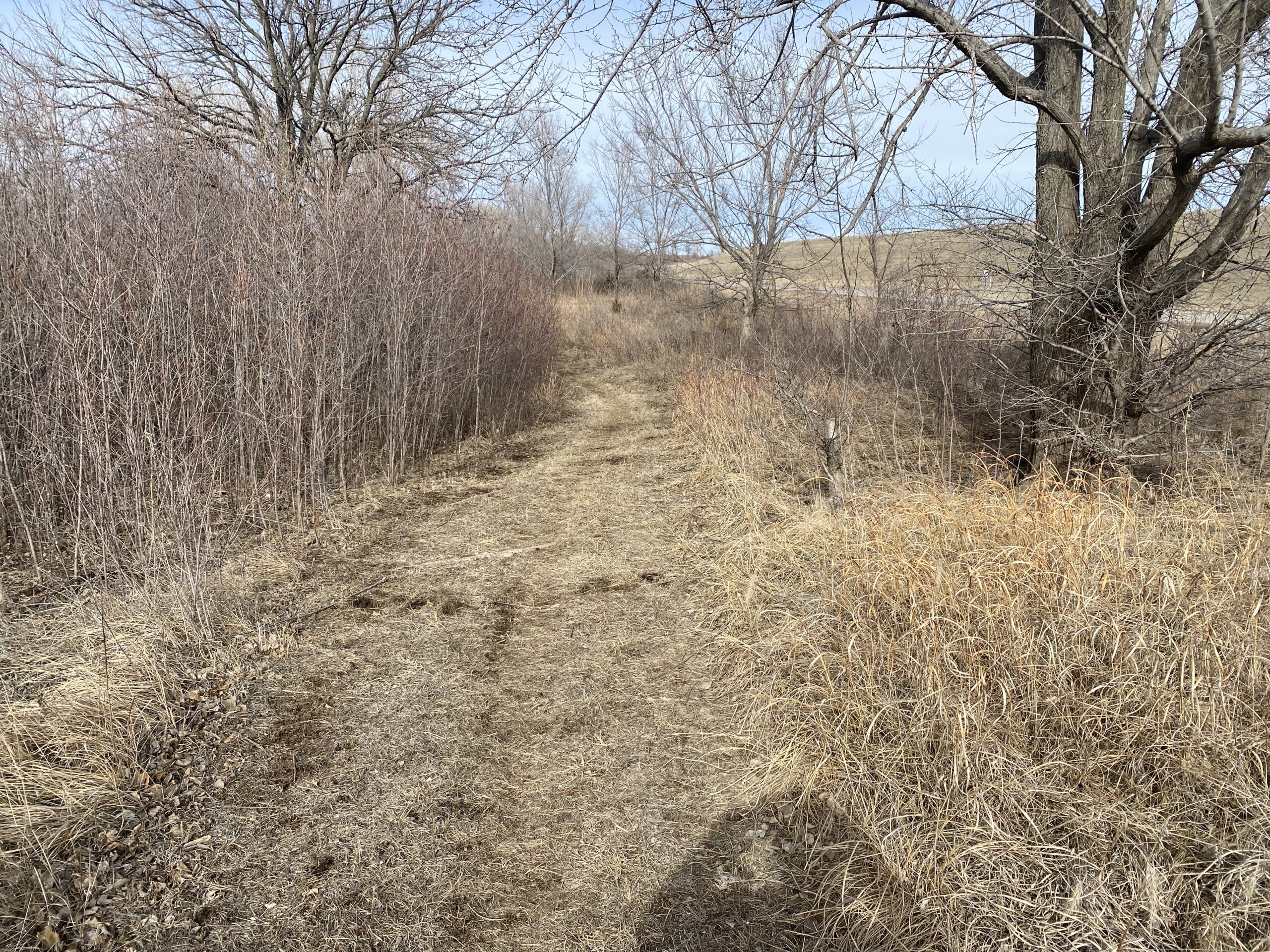 A dirt path winding through a landscape with sparse trees and shrubs, including thin brown bushes on either side and patches of dry grass. The scene is set under a cloudy sky, suggesting a cool, early spring day. Boulder Bluff Horse Trail mountain bike trail.