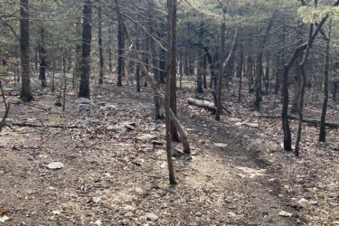 A wooded area featuring tall trees with sparse leaves, a dirt path winding through the forest floor, which is covered with scattered rocks and fallen leaves. Sunlight filters through the trees, creating dappled shadows on the ground. Cedar Niles Park mountain bike trail.