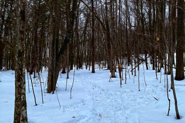 A snowy forest path winding through bare trees, with visible footprints leading into the distance. The ground is covered in a thick layer of fresh snow, creating a serene, winter landscape. Almonte Riverside Trail mountain bike trail.