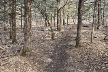 A dirt path winding through a forest, flanked by tall trees and scattered rocks on the ground. The scene is a mix of bare branches and evergreen foliage, with fallen leaves covering the forest floor. The lighting suggests it's a clear day, revealing a tranquil and natural setting. Cedar Niles Park mountain bike trail.