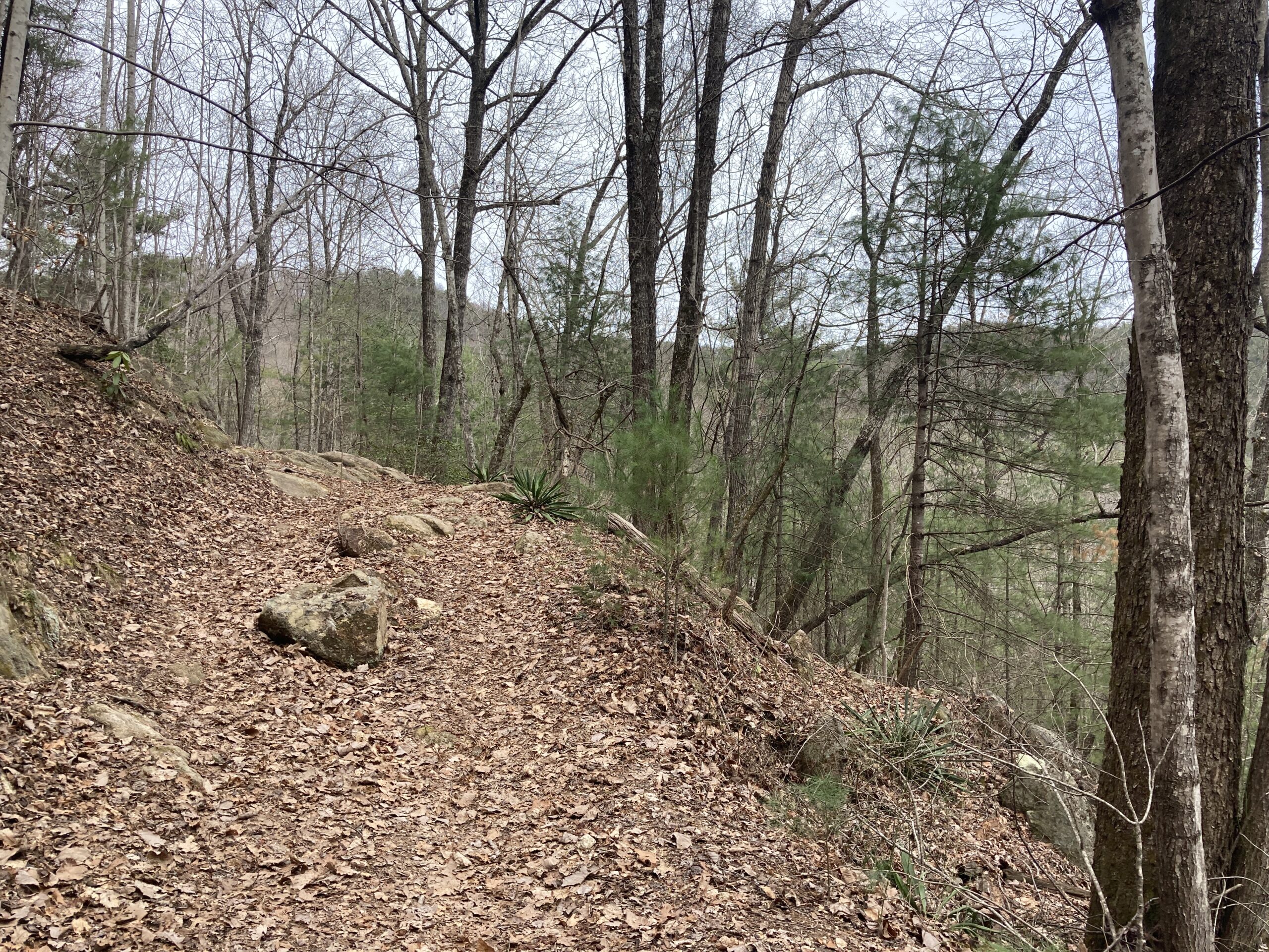 A winding dirt path covered in fallen leaves, flanked by trees with bare branches and some evergreen foliage, leads through a forested area. Small rocks are scattered along the trail, and a distant hillside is visible in the background under a cloudy sky. Lower Wilson Ridge (269) mountain bike trail.