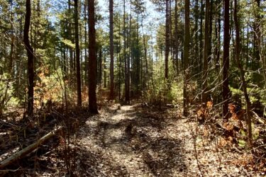 A sunlit forest trail winding through tall pine trees, with patches of sunlight filtering through the branches. The ground is covered in fallen leaves and scattered twigs, creating a natural path amidst the lush greenery. St Willams Conservation Reserve mountain bike trail.