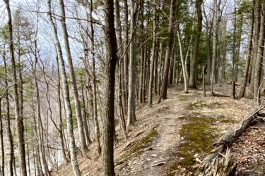 A winding dirt trail surrounded by tall trees in a forest, with a small boulder on the path and patches of moss on the ground. The scene depicts a peaceful nature setting, showcasing a mix of bare branches and evergreen foliage. Bronte Creek North Trail mountain bike trail.