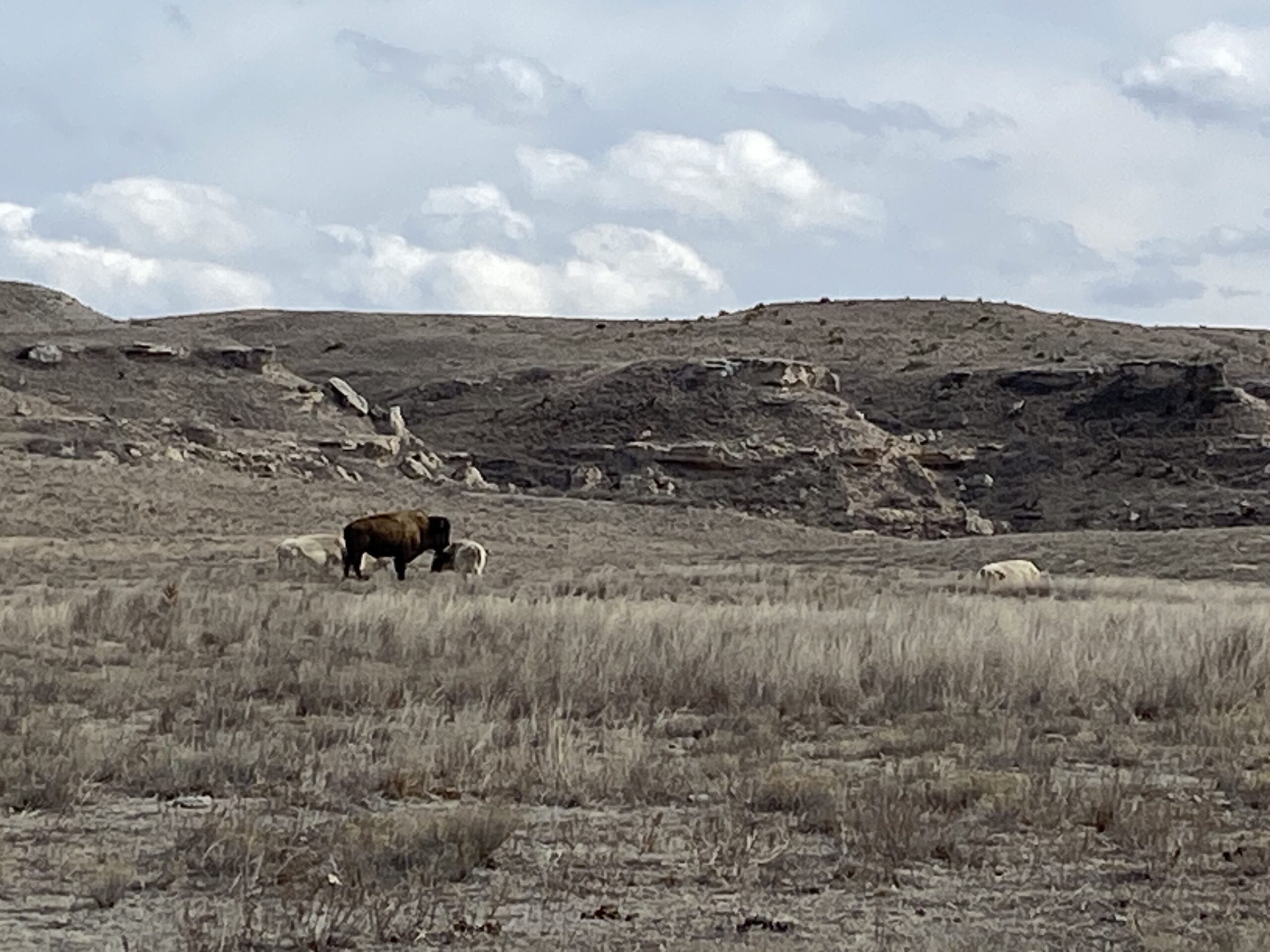 A bison stands among a small group of sheep in a grassy landscape, with rolling hills and a cloudy sky in the background. Lake Scott Trail mountain bike trail.