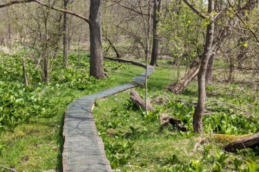 A winding boardwalk path through a lush green forest, surrounded by trees and leafy undergrowth, leading into the distance on a sunny day. Heritage Park mountain bike trail.