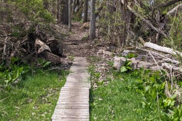 A wooden boardwalk leads through a lush, green wooded area, surrounded by tall trees and emerging spring foliage. The path is bordered by patches of grass and scattered leaves, inviting visitors to explore the natural landscape. Heritage Park mountain bike trail.