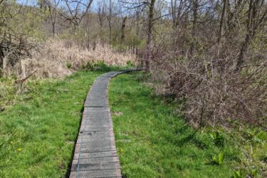 A winding boardwalk path meanders through a grassy area, surrounded by shrubs and trees. The landscape features a mix of green grass, brown foliage, and a background of tall, dry reeds, under a clear blue sky. Heritage Park mountain bike trail.