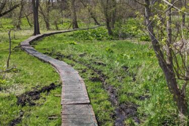 A winding wooden boardwalk meanders through a grassy area, surrounded by bare trees and patches of greenery. The path is bordered by wet ground, indicating a marshy environment, with some muddy areas visible along the edges. Bright sunlight filters through the trees, creating a serene and natural atmosphere. Heritage Park mountain bike trail.