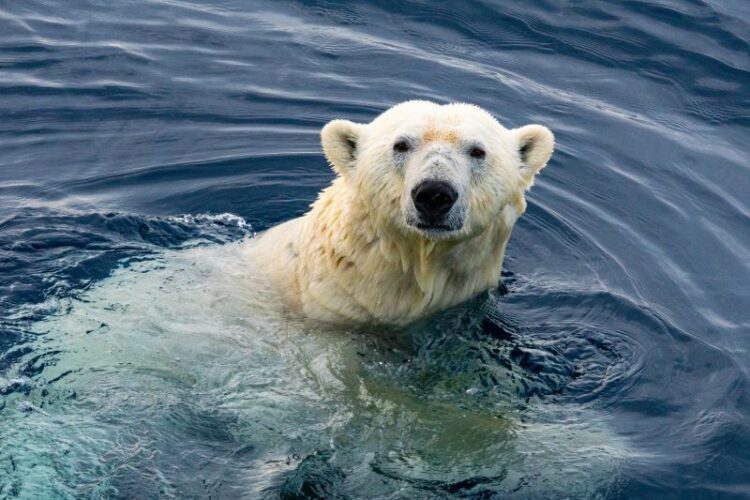 A polar bear swimming in clear blue water, with its head and upper body visible above the surface. The bear has a light-colored coat and is looking directly at the camera, surrounded by gentle ripples in the water.