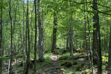 A wooded trail winding through a lush green forest, with sunlight filtering through the leaves and illuminating the path. The scene includes various trees, some fallen logs, and a carpet of leaves and ground cover, creating a serene and peaceful natural environment. Kolapore Uplands mountain bike trail.