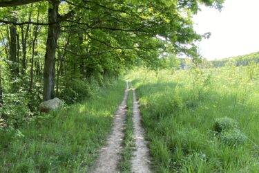 A dirt path running through a lush green landscape, flanked by tall trees with dense foliage. The path is surrounded by vibrant grass and the scene is illuminated by natural sunlight, creating a serene and inviting atmosphere. Kolapore Uplands mountain bike trail.