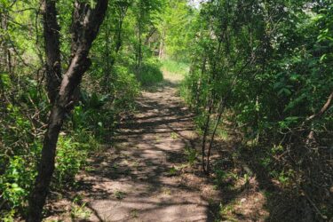 A dirt path winding through a lush green forest, surrounded by trees and underbrush, with shadows cast on the ground from the branches above and a bright blue sky peeking through the foliage. Campus Life Single Track mountain bike trail.