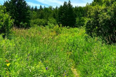 A sunny day in a lush green meadow, featuring a narrow dirt path winding through tall grass and wildflowers. The background showcases a dense forest under a bright blue sky with wispy clouds. Palgrave Trail mountain bike trail.