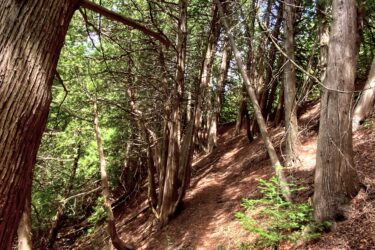 A wooded path winding through a forest with tall trees, dappled sunlight filtering through the foliage, and a carpet of fallen leaves covering the ground. Palgrave Trail mountain bike trail.