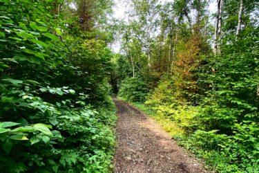 A winding dirt path surrounded by lush green foliage and trees, leading into a serene forest. The scene features a mix of vibrant greenery and hints of autumn colors in the leaves, under a partially cloudy sky. MacGregor Point Provincial Park mountain bike trail.