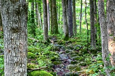 A winding trail through a lush forest, lined with tall trees and covered with green moss and scattered rocks. Sunlight filters through the foliage, casting a serene ambiance in the natural setting. MacGregor Point Provincial Park mountain bike trail.