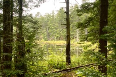 A serene forest scene featuring a narrow dirt path leading towards a calm body of water, surrounded by lush greenery and tall trees. The atmosphere is tranquil and slightly misty, with a mix of evergreen foliage and a few bare branches in view. Shabomeka Legpower Pathfinders mountain bike trail.