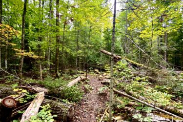 A narrow dirt path winding through a dense forest filled with green leaves and towering trees. Fallen logs and branches are scattered along the sides of the path, surrounded by small plants and foliage. The atmosphere is serene and natural, with filtered sunlight illuminating the surroundings. Shabomeka Legpower Pathfinders mountain bike trail.