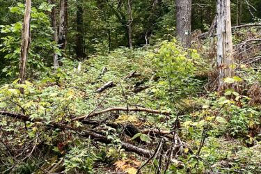 A dense forest scene featuring tall trees with green foliage and some dry branches scattered on the ground. The underbrush is thick with various plants, indicating a natural, untamed environment. The lighting is soft, suggesting an overcast day. Shabomeka Legpower Pathfinders mountain bike trail.