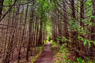 A serene forest path winding through tall trees, with vibrant green foliage on either side. Sunlight filters through the branches, creating a tranquil atmosphere. The trail is dirt and lined with small plants, inviting exploration into the lush wooded area. Seaton Trail mountain bike trail.
