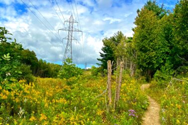 A scenic view of a winding dirt path surrounded by vibrant wildflowers, including yellow, purple, and white blooms. Power lines run overhead against a backdrop of a partly cloudy blue sky. Tall trees line the path, indicating a peaceful outdoor setting. Seaton Trail mountain bike trail.