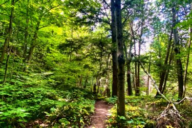A serene forest trail surrounded by lush green foliage, including tall trees and underbrush. The path, slightly winding, is lined with vibrant green and yellow leaves, inviting exploration into the peaceful woods. Seaton Trail mountain bike trail.