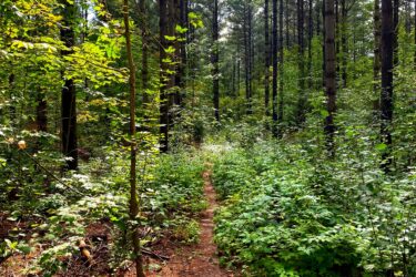A narrow dirt path winding through a lush green forest, flanked by tall trees and dense underbrush. Sunlight filters through the leaves, illuminating the vibrant foliage and creating a serene, natural atmosphere. Sawmil mountain bike trail.