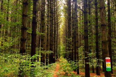 A narrow dirt path winds its way through a dense forest of tall coniferous trees, with sunlight filtering through the branches above. Lush green undergrowth lines the trail, while colorful markers on a tree provide navigational information. Sawmil mountain bike trail.