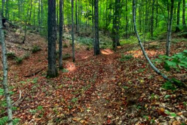 A serene forest pathway surrounded by tall trees, illuminated by sunlight filtering through the leaves. The ground is covered in a colorful blanket of autumn leaves, creating a picturesque and tranquil atmosphere. Munising Bay Singletrack Trail & Bike Park mountain bike trail.