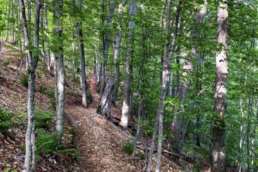 A winding dirt path through a lush green forest, surrounded by tall trees and scattered fallen leaves. Sunlight filters through the canopy, creating a serene and peaceful atmosphere in nature. Munising Bay Singletrack Trail & Bike Park mountain bike trail.