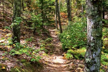 A narrow dirt trail winding through a forest, flanked by trees with green leaves and hints of autumn colors. The ground is covered with fallen leaves and surrounded by lush greenery and ferns. Sunlight filters through the tree canopy, creating a serene, inviting atmosphere. Noquemanon Trails Network: North Marquette Trails mountain bike trail.