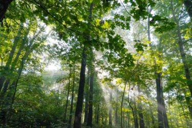 A serene forest scene with tall trees bathed in sunlight, rays of light filtering through dense green leaves and mist, creating an ethereal atmosphere. Oscar's Loop mountain bike trail.