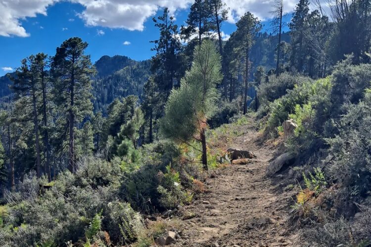 A winding dirt trail leads through a forested area with tall pine trees and lush greenery. The sky above is bright blue with scattered clouds, while mountains are visible in the background, creating a serene and scenic landscape.