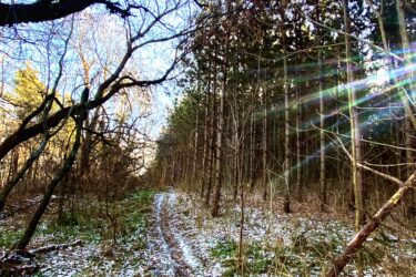 A winding dirt path through a tranquil wooded area, bordered by trees with bare branches and evergreen foliage. The ground is lightly dusted with snow and scattered leaves, illuminated by soft sunlight filtering through the trees, creating a serene and peaceful atmosphere. Glen Haffy Conservation Area mountain bike trail.