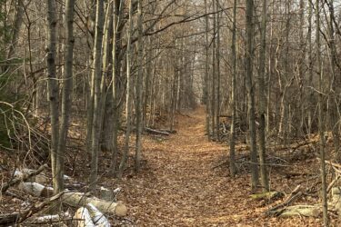 A narrow dirt path winding through a forest with bare trees and fallen leaves, leading into the distance. Some logs and branches are scattered along the sides of the path, and a hint of snow is present on the ground. The atmosphere suggests a quiet, autumn day. Glen Haffy Conservation Area mountain bike trail.