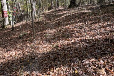 A forested path with scattered fallen leaves, surrounded by tall trees showing autumn foliage. The ground is covered in a layer of dried leaves, with shadows cast by the trees. Some trees have red markings on their trunks, indicating a trail or boundary. Voodoo mountain bike trail.