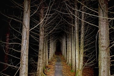 A narrow, dimly lit path runs through a forest of tall, bare trees at night. The ground is covered with fallen leaves, and the darkness surrounds the trees, emphasizing the straight line of the path leading into the depths of the woods. Guelph Lake mountain bike trail.
