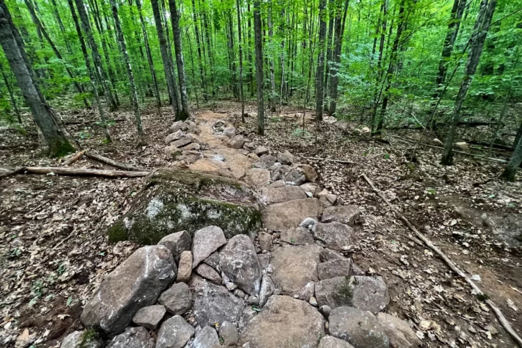 Rocky pathway winding through a lush, green forest, with tall trees and fallen leaves scattered on the ground. The path is bordered by a collection of large stones, highlighting a natural hiking trail.