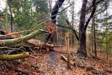 A narrow trail winding through a forest, surrounded by fallen trees and scattered autumn leaves. The scene is quiet and serene, with tall trees in the background and a canopy of branches overhead, some bare and others still holding onto dried leaves. The path is slightly muddy, indicating recent weather changes. Springbank park mountain bike trail.
