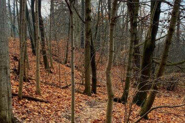 A winding dirt path through a forest, lined with bare trees and a blanket of dried orange and brown leaves covering the ground. The scene is set in a tranquil, late autumn environment with a gray sky in the background. Springbank park mountain bike trail.
