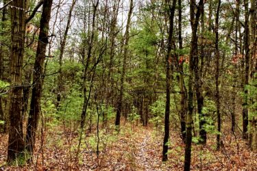 A serene forest path winding through trees, with a mix of bare branches and evergreen foliage. The ground is covered with dried leaves and scattered underbrush, creating a peaceful, natural setting. The atmosphere is calm and inviting, suggesting a tranquil outdoor experience. Pinery Provincial Park mountain bike trail.