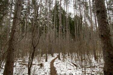 A winding dirt path through a pine forest, surrounded by tall trees and scattered snow on the ground. The scene is set under a cloudy sky, creating a serene and tranquil atmosphere. Arkell Spring Grounds mountain bike trail.
