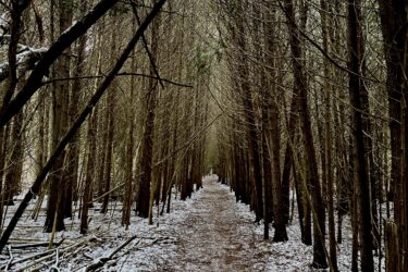 A narrow path winding through a densely wooded area, lined with tall trees and a light dusting of snow on the ground. Branches extend overhead, creating a natural archway as the trail leads deeper into the forest. Arkell Spring Grounds mountain bike trail.