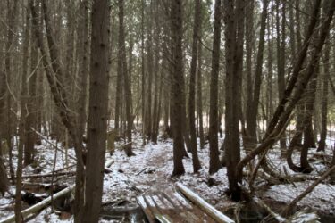 A dense forest scene featuring tall trees covered in snow, with a small creek running through the underbrush. A rustic wooden bridge crosses the creek amidst fallen branches and patches of snow on the forest floor. The atmosphere appears tranquil and serene, with soft light filtering through the tree canopy. Arkell Spring Grounds mountain bike trail.