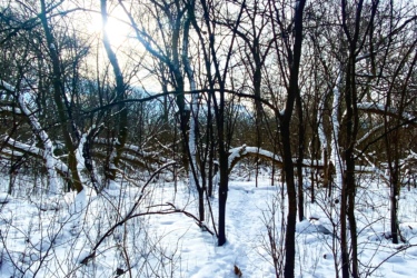 A snowy path winding through a forest, with bare trees and sunlight filtering through the branches. The ground is blanketed in fresh snow, creating a serene winter landscape. Western University trails mountain bike trail.