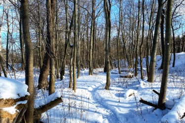 A snow-covered path winding through a forest of bare trees under a clear blue sky. The snowy ground is marked with footprints, and fallen branches are scattered along the sides of the trail. Western University trails mountain bike trail.