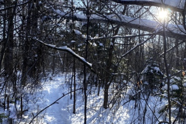 A snow-covered forest path surrounded by bare trees, with sunlight filtering through the branches. The ground is blanketed in fresh snow, and the scene conveys a peaceful, wintry atmosphere. Western University trails mountain bike trail.