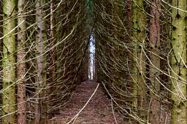 A narrow path lined by tall, closely spaced coniferous trees, leading into a dense forest with patches of light visible in the distance. The ground is covered in fallen pine needles and small branches, creating a tranquil, woodland atmosphere. Parkhill Conservation area and rail trail mountain bike trail.