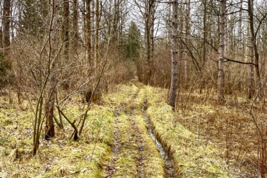 A narrow dirt path winding through a wooded area, flanked by tall, bare trees and patches of green grass. The path shows signs of mud and occasional puddles, indicating wet conditions, under a cloudy sky. Parkhill Conservation area and rail trail mountain bike trail.